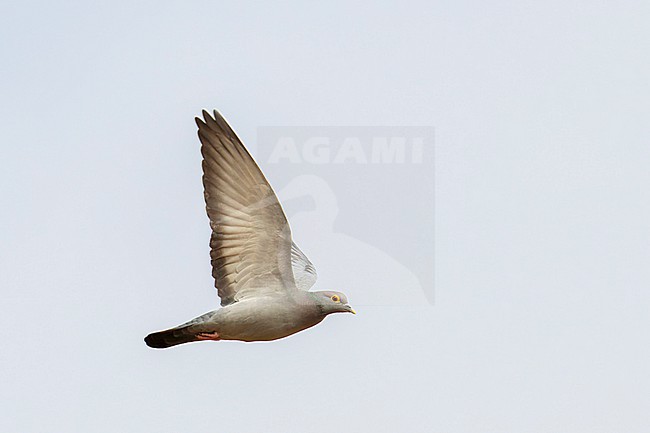 Yellow-eyed Pigeon (Columba eversmanni) in flight in India. stock-image by Agami/Josh Jones,