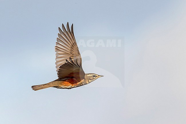 A Redwing is seen flying showing its typical red underwing. stock-image by Agami/Jacob Garvelink,