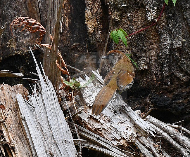 Brown-capped Laughingthrush, Trochalopteron austeni, in Myanmar. stock-image by Agami/Laurens Steijn,