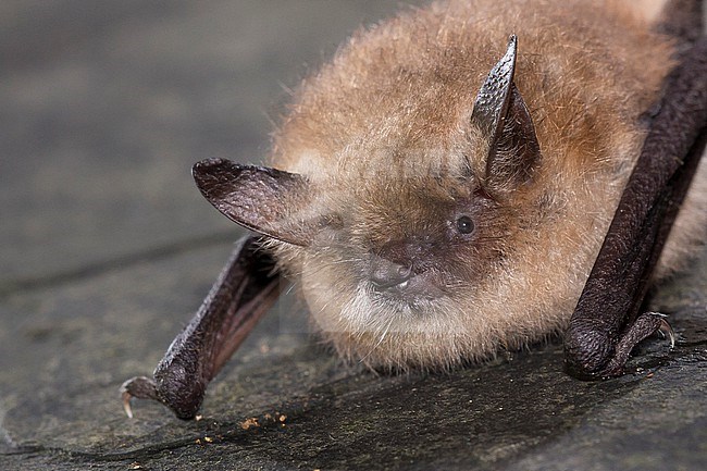 Geoffroy's bat, Myotis emarginatus stock-image by Agami/Theo Douma,