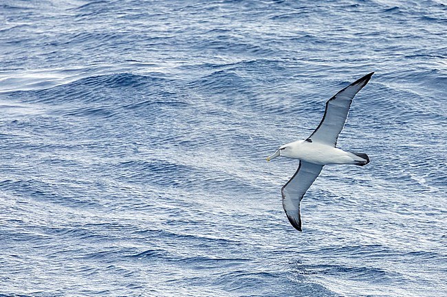 White-capped Albatross, Thalassarche steadi) in flight over the Pacific Ocean north of New Zealand. stock-image by Agami/Marc Guyt,
