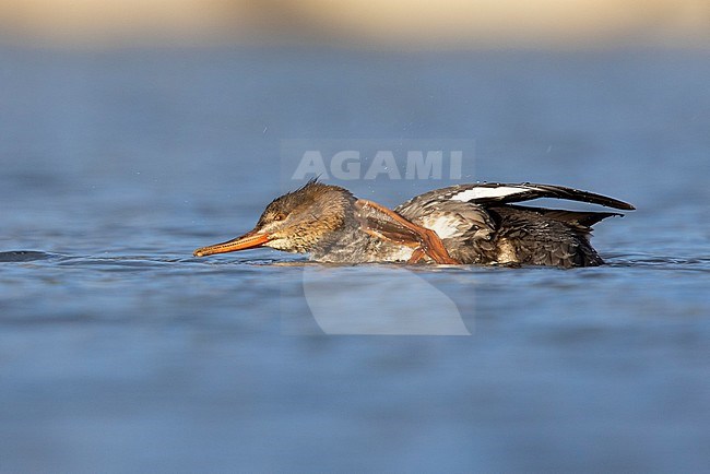 Red-breasted Merganser (Mergus serrator), side view of an individual scratching its neck, Campania, Italy stock-image by Agami/Saverio Gatto,