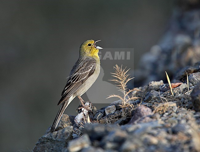 Male Cinereous Bunting (Emberiza cineracea cineracea) singing from a rock against a dark green natural background. stock-image by Agami/Andy & Gill Swash ,