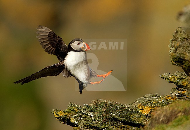 Papegaaiduiker landend op een klif, Atlantic Puffin landing on a cliff top. stock-image by Agami/Danny Green,