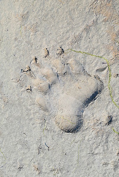 Grizzly Bear  (Ursus arctos horribilis) taken the 21/06/2022 at Katmai National Park - Alaska - USA stock-image by Agami/Aurélien Audevard,