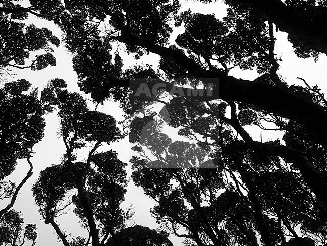 Canopy of old growth woodland of Southern Rata (Metrosideros umbellata) on Enderby Island, part of the Auckland Islands, New Zealand. The island is cleared of introduced species. stock-image by Agami/Marc Guyt,