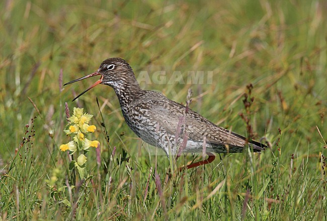 Tureluur volwassen roepend in gras; Common Redshank adult calling in gras stock-image by Agami/Jacques van der Neut,