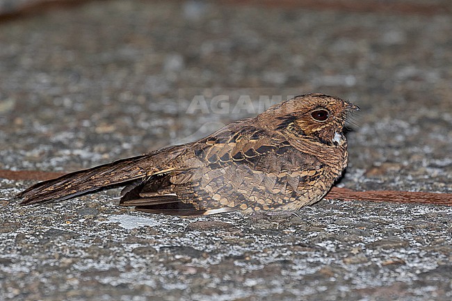 Pauraque (Nyctidromus albicollis) in Costa Rica. stock-image by Agami/Pete Morris,