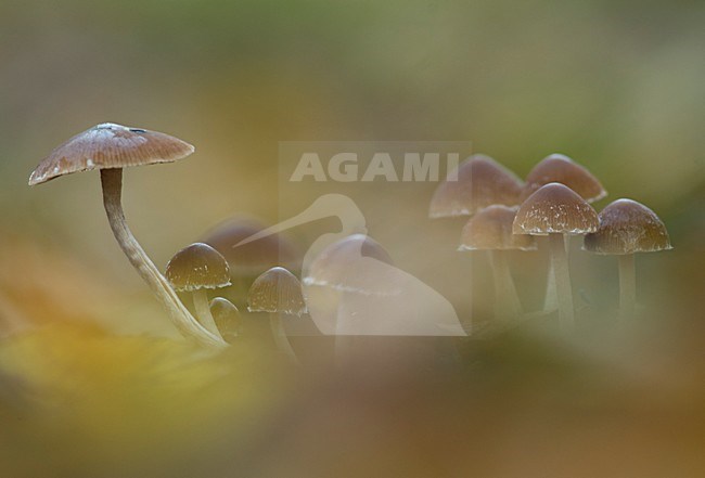  stock-image by Agami/Rob de Jong,