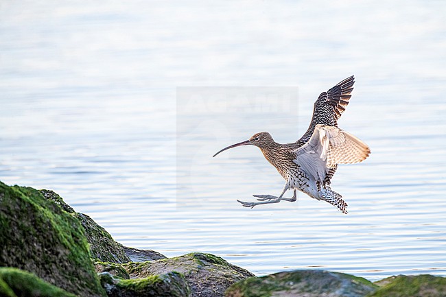 Eurasian Curlew (Numenius arquata) at the beach of Katwijk, Netherlands. In flight over the sea. Landing at coastal rocks at the river Rhine outlet. stock-image by Agami/Marc Guyt,