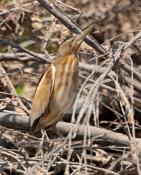 Woudaap; Little Bittern stock-image by Agami/Roy de Haas,