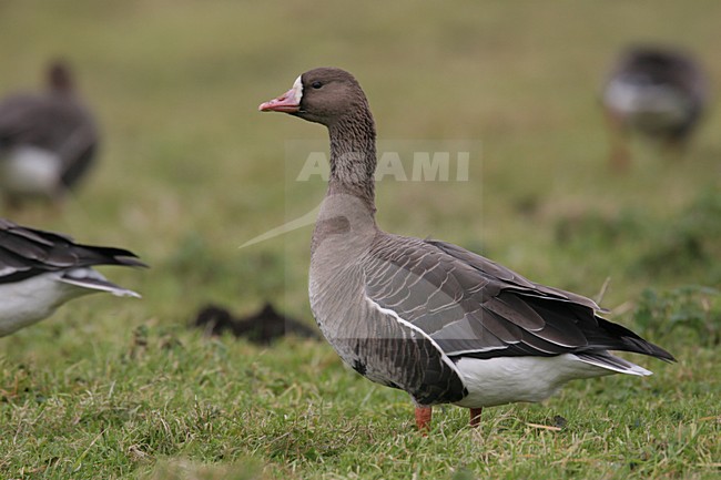 White-fronted Goose standing, Kolgans staand stock-image by Agami/Chris van Rijswijk,
