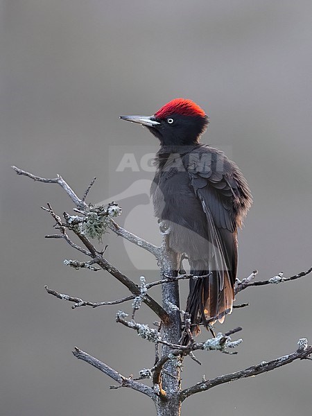 Side view of a roosting male Black Woodpecker (Dryocopus martius). Finland stock-image by Agami/Markku Rantala,