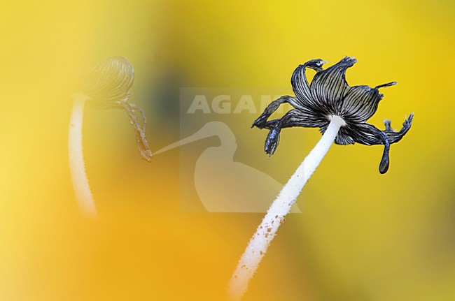  stock-image by Agami/Rob de Jong,