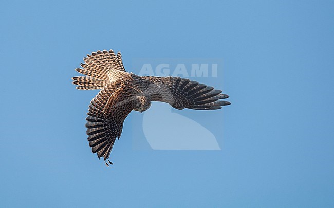 Female Eurasian Kestrel (Falco tinnunculus) in flight. Hovering in mid-air showing topside, in Nordsjælland, Denmark stock-image by Agami/Helge Sorensen,