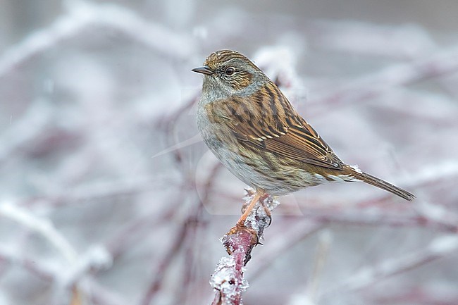 Dunnock (Prunella modularis) perched in a tree covered with ice stock-image by Agami/Daniele Occhiato,