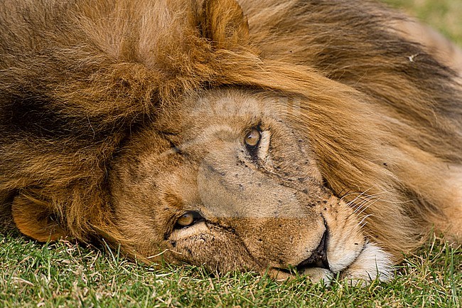 Close-up portrait of a male lion, Panthera leo, laying on grass. Masai Mara National Reserve, Kenya, Africa. stock-image by Agami/Sergio Pitamitz,
