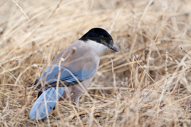 Blauwe Ekster, Azure-winged Magpie stock-image by Agami/Roy de Haas,