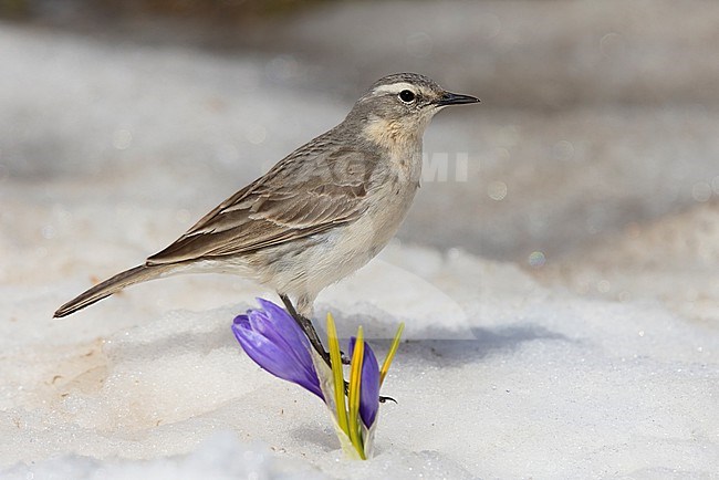 Water Pipit (Anthus spinoletta), side view of an adult standing on the snow close to a Crocus sp., Abruzzo, Italy stock-image by Agami/Saverio Gatto,