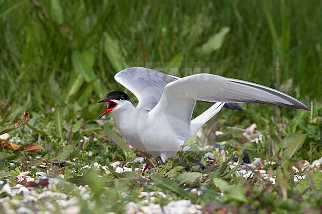 Roepende Visdief, Common Tern calling stock-image by Agami/Roy de Haas,