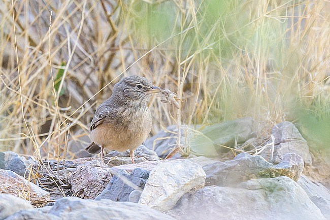 Desert Lark (Ammomanes deserti) standing on rocks, in Oman. stock-image by Agami/Sylvain Reyt,