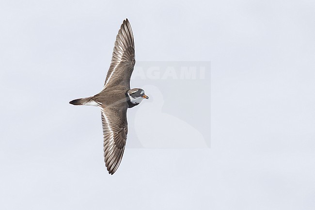 Ringed Plover (Charadrius hiaticula), adult in flight seen from the above, Finnmark, Norway stock-image by Agami/Saverio Gatto,