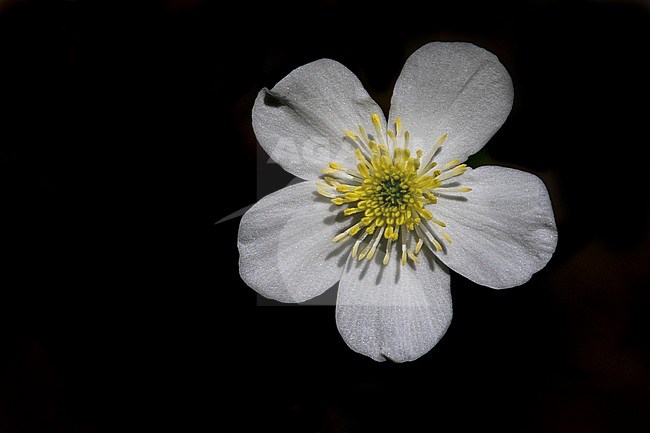 Witte Boterbloem, Aconite-leaf buttercup, Ranunculus aconitifolius stock-image by Agami/Wil Leurs,