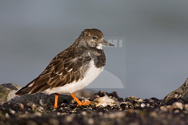 Steenloper in winterkleed; Ruddy Turnstone in winterplumage stock-image by Agami/Marc Guyt,
