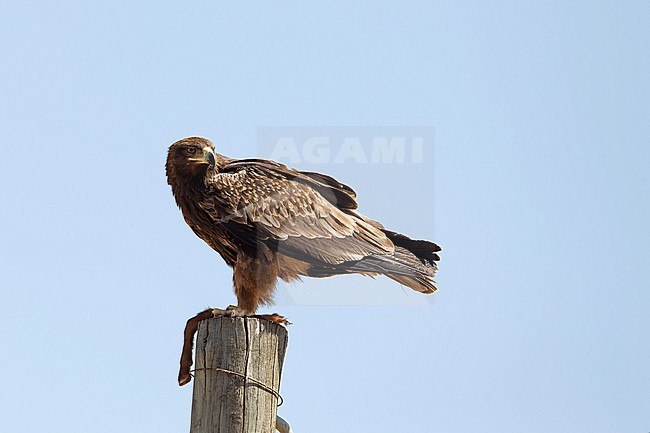 adult tawny eagle (Aquila rapax) perching on an electric pylon and feeding on a leg of a goat, found at Gaysay Plains in Ethiopia stock-image by Agami/Mathias Putze,