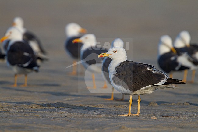 Lesser Black-backed Gull - Heringsmöwe - Larus fuscus ssp. intermedius, Germany, adult stock-image by Agami/Ralph Martin,