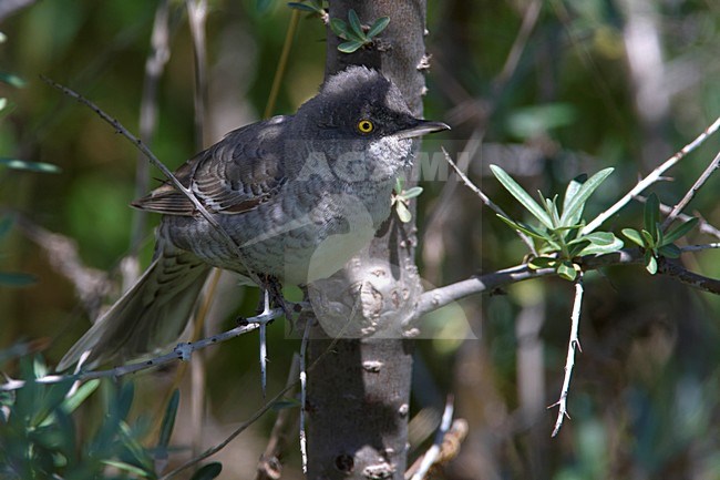 Adult mannetje Sperwergrasmus; Adult male Barred Warbler stock-image by Agami/Daniele Occhiato,
