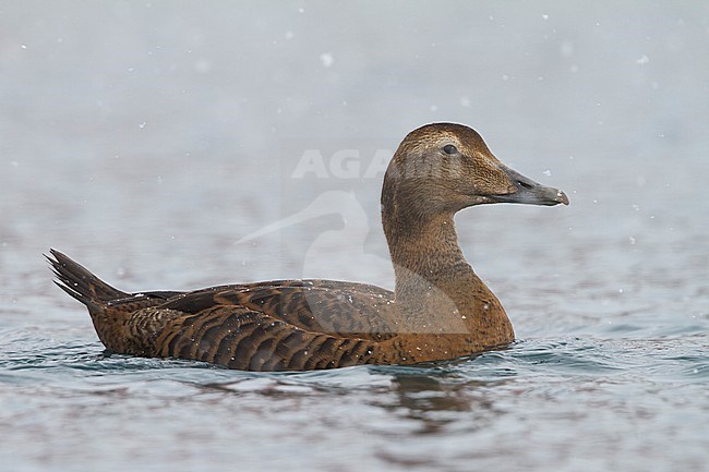 Common Eider, Eider, Somateria mollissima, Norway, 2nd cy female stock-image by Agami/Ralph Martin,