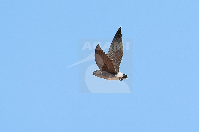 Böhm's Spinetail (Neafrapus boehmi) (aka Bat-like Spinetail) flying against a blue sky as a background, Zimbabwe stock-image by Agami/Tomas Grim,