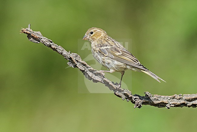 European Serin, Europese Kanarie stock-image by Agami/Alain Ghignone,