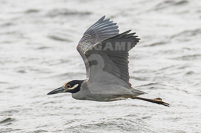 Yellow-crowned Night-Heron, Nyctanassa violacea, in the USA. Adult in flight during winter. stock-image by Agami/Steve Howell,