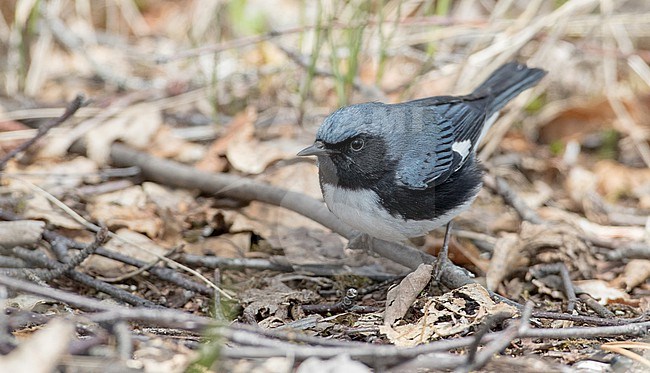 Adult male Black-throated Blue Warbler, Setophaga caerulescens, in North America. stock-image by Agami/Ian Davies,