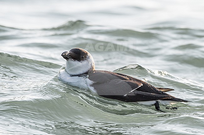  stock-image by Agami/Menno van Duijn,