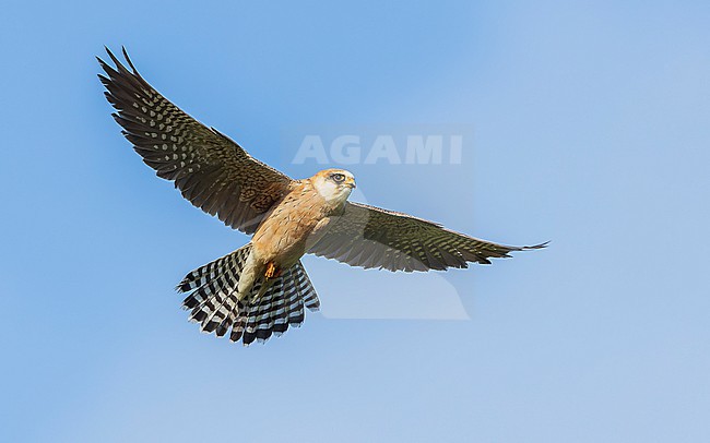 Red-footed falcon (Falco vespertinus) on the hunt for Common cockchafers (Melolontha melolontha). Female Red-footed Falcon, second calenderyear (2cy/2kj). stock-image by Agami/Lennart Verheuvel,