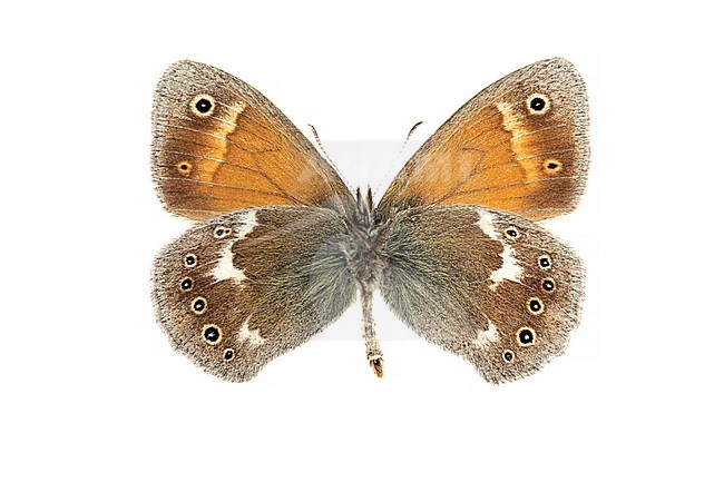 Large Heath, Veenhooibeestje, Coenonympha tullia stock-image by Agami/Wil Leurs,