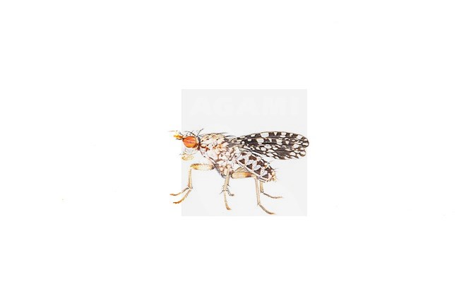 Trypetoptera punctulata stock-image by Agami/Wil Leurs,