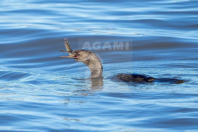 Adult non-breeding
Los Angeles Co., CA
December 2021 stock-image by Agami/Brian E Small,
