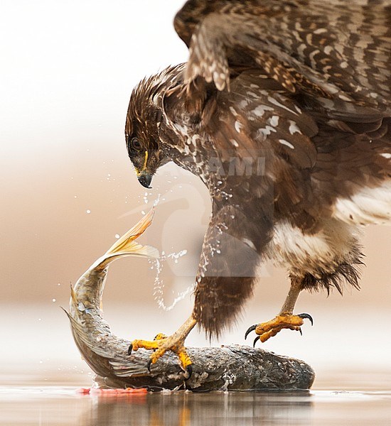 Buizerd etend van prooi; Buizerd eating from its prey in winter stock-image by Agami/Bence Mate,