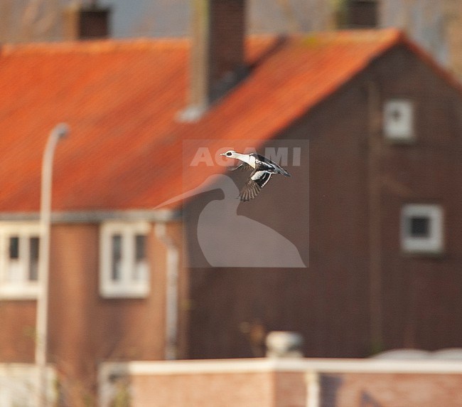 Smew (Mergellus albellus) wintering in the Netherlands. Male in flight in front of a house near Harderwijk. stock-image by Agami/Marc Guyt,