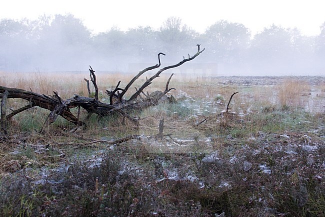 Bos in ochtendnevel in Vecht en Beneden Rogge; Forest in morning fog in Vecht en Beneden Rogge stock-image by Agami/Theo Douma,