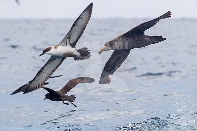 Northern Giant Petrel (Macronectes halli), individual in flight together with other seabirds, Western Cape, South Africa stock-image by Agami/Saverio Gatto,