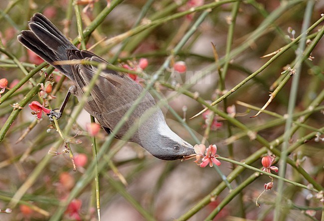 Braamsluiper in lage struikjes; Lesser Whitethroat in scrub stock-image by Agami/Markus Varesvuo,