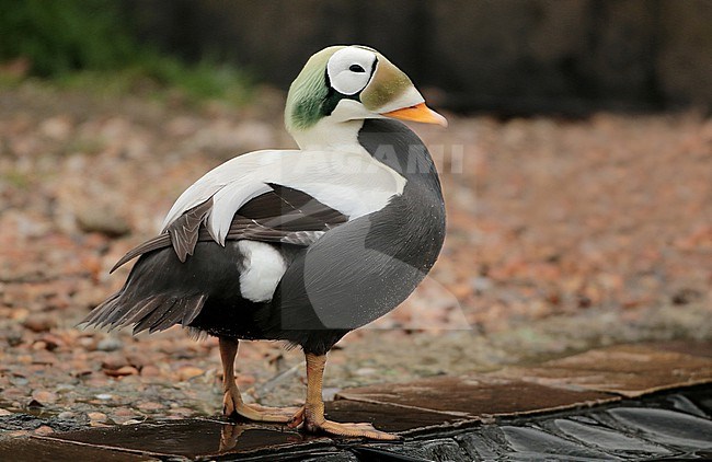 Spectacled Eider (Somateria fischeri), adult male standing in captivity, seen from the side. stock-image by Agami/Fred Visscher,