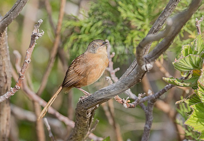 Victorin's Warbler (Cryptillas victorini) in South Africa. stock-image by Agami/Pete Morris,