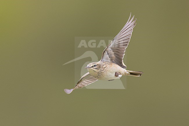 Tawny Pipit, Anthus campestris, in Italy. stock-image by Agami/Daniele Occhiato,