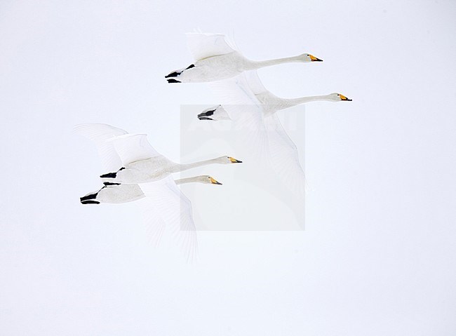 Whooper Swans (Cygnus cygnus) wintering on Hokkaido in northern Japan. stock-image by Agami/Markus Varesvuo,